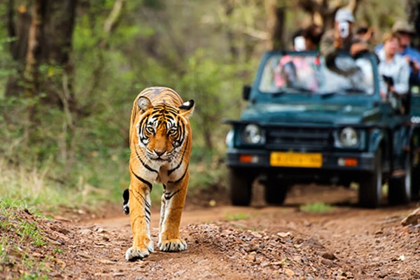 Jungle Safari